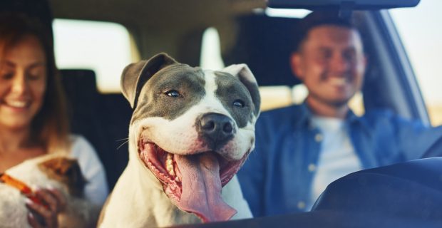 Happy dog as passenger in car