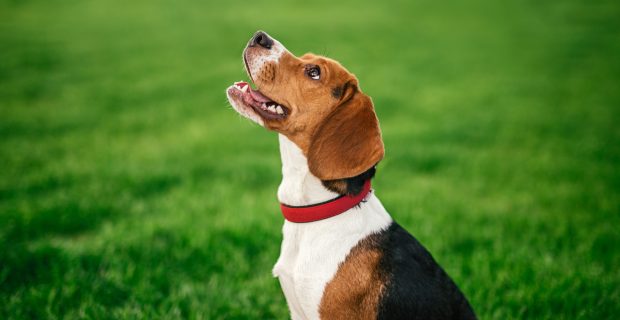 Happy dog sitting on park lawn