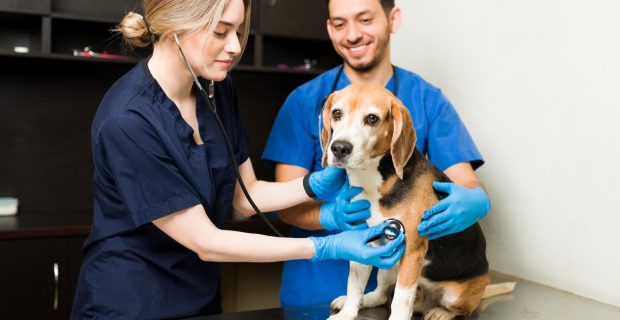 veterinários