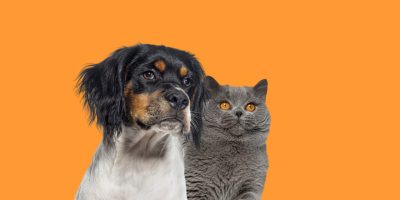Bem-estar animal em cães e gatos no Brasil: ciência, ética e responsabilidade como pilares da qualidade de vida