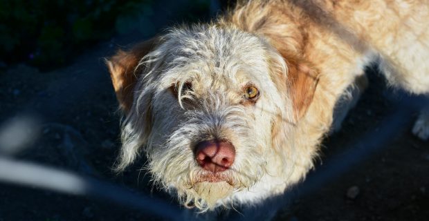 High angle shot of an Otterhound dog looking into the camera