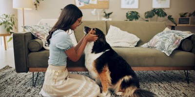 Osteoartrite em cães e gatos: como envolver o responsável no tratamento