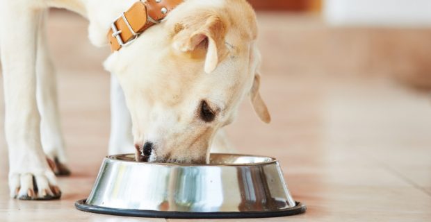 dieta pets