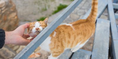 Homeless cat, pet and animals concept - Man stroking cat