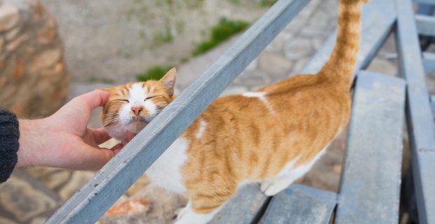 Homeless cat, pet and animals concept - Man stroking cat