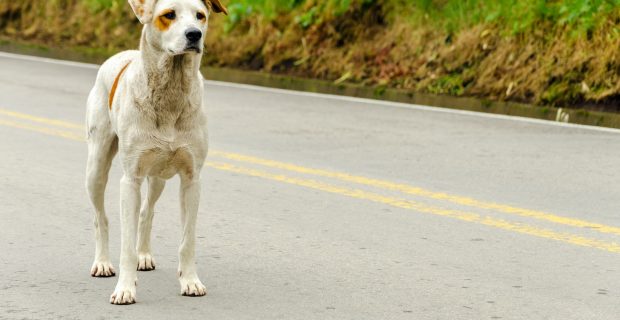 Homeless Dog