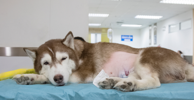 hospital-1