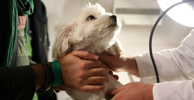 cão no hospital