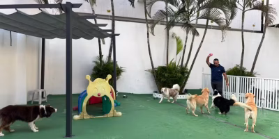 BBB PET? Hotel para cães no Rio de Janeiro oferece aos tutores acompanhamento 24 horas dos pets