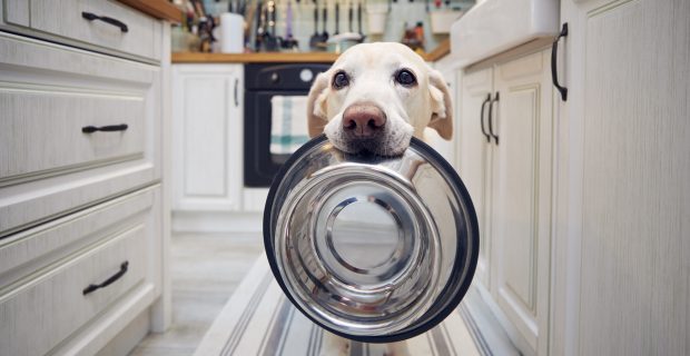 Hungry dog holding bowl and waiting for feeding