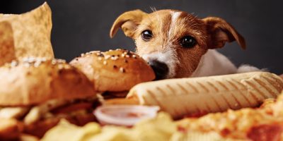 Hungry dog stealing food from table. Pet nutrition