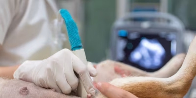 Prognóstico do mastocitoma canino ganha mais precisão com nova investigação