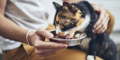 Doença renal crônica em gatos: 41% dos responsáveis não conseguem manter dieta exclusiva