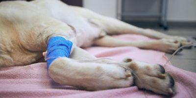 Microbioma intestinal pode influenciar eficácia da imunoterapia em cães com câncer