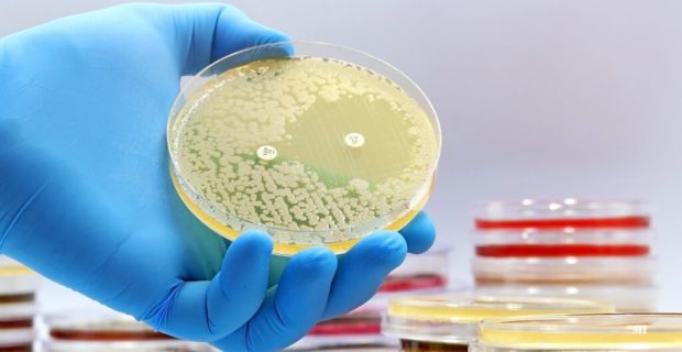 bacterias em alimentos pets