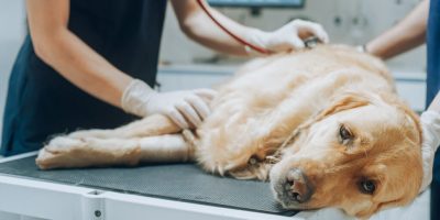 Problemas intestinais e emoções: estudo aponta ligação em cães com enteropatias crônicas