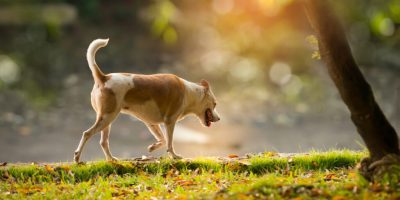 Avanço na detecção precoce da osteoartrose em cães abre caminho para diagnósticos mais precisos