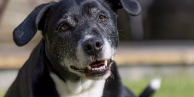 Nutrição de cães e gatos idosos: o que podemos prevenir?
