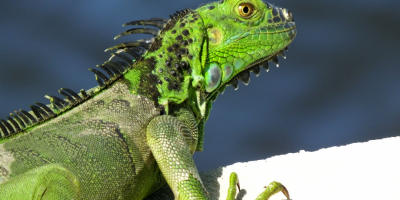 iguana