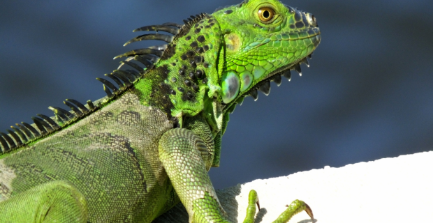 iguana