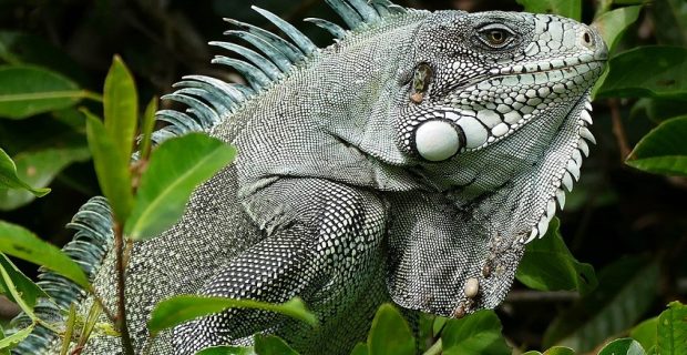 iguana-verde-Bernard-DUPONT-CC-BY-SA-2-0