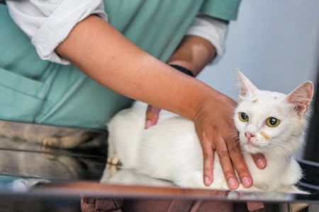 Veterinário dá dicas de como agir caso seu pet for picado por um animal peçonhento