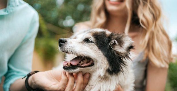 CÃES