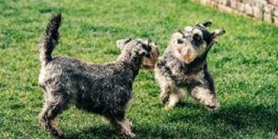 cachorros brincando