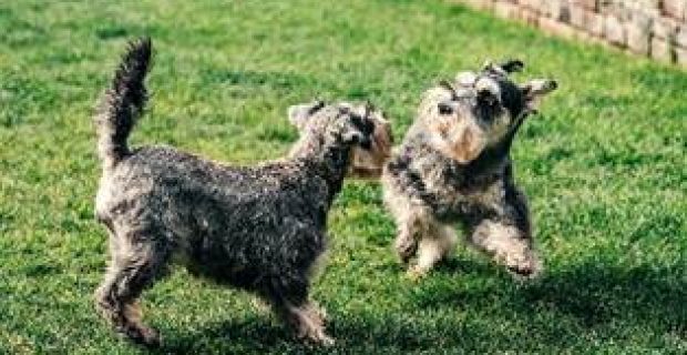 cachorros brincando