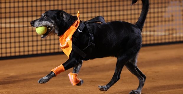 cãodula
