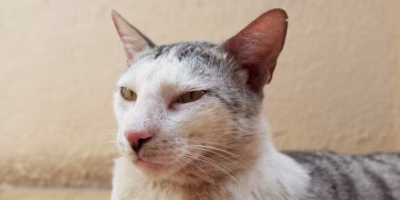 Esporotricose avança em São Paulo e acende alerta para a saúde pública