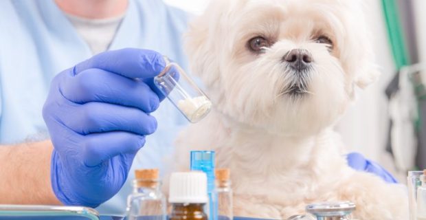 veterinária integrativa