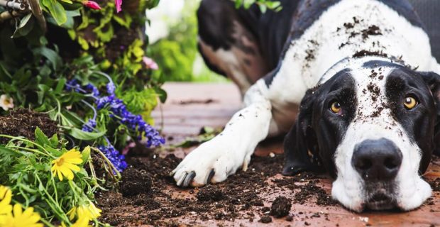 pets e plantas