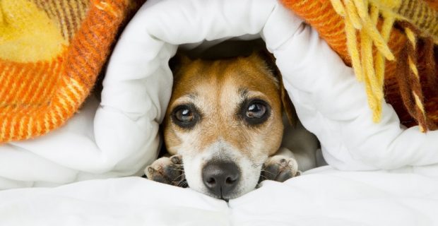 inverno