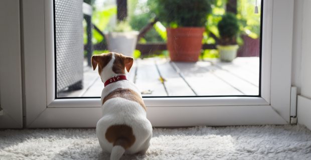 Jack russel terrier puppy sitting near door