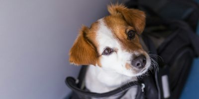 Jack russell dog in travel cage at the airport. Pet in cabin. Travel with dogs