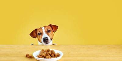 Jack Russell terrier dog eat meal from a table.