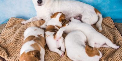 A nova era do controle reprodutivo em cães e gatos