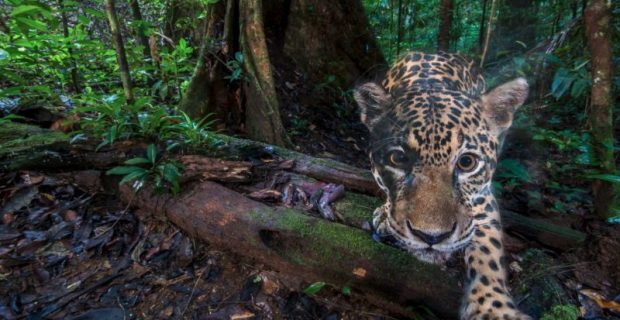 jaguar-wwf1-800x450