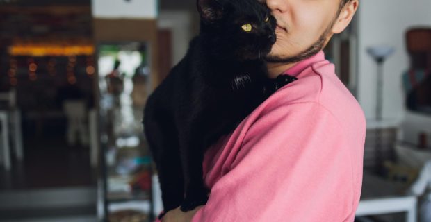 gato e dono