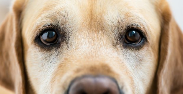 Labrador dog eyes. close up