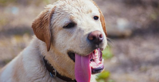 Labrador dog golden retriever