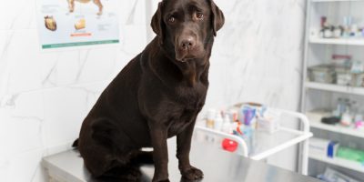 Medo extremo pode levar pets a reagirem com agressividade na clínica