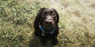 Labrador Retriever Dog breed on the field. Dog running on the green grass. Active dog outdoor.