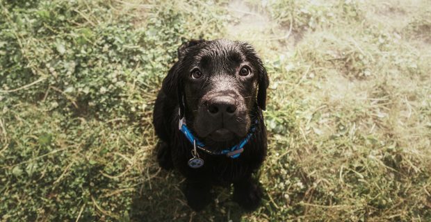 Labrador Retriever Dog breed on the field. Dog running on the green grass. Active dog outdoor.