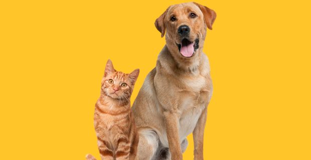 programação CBNA Pet
