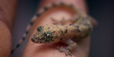 Manejo correto reduz riscos à saúde dos répteis domesticados