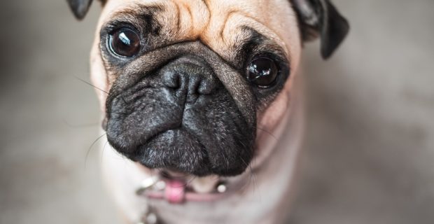 lágrima ácida nos cães