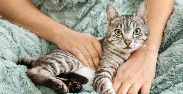 Pesquisa sobre adoção de pets da Comac