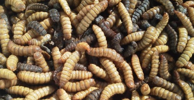 larvas